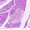 Glândula Alveolar Composta - Pâncreas 20x (3)